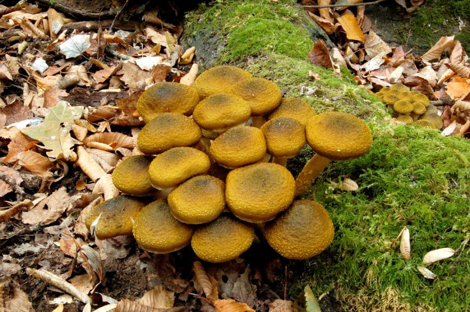 Mattinata a San Rossore